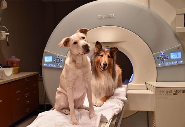 pitbull and collie in MRI machine