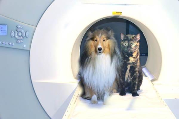 Dog and Cat inside MRI scanner